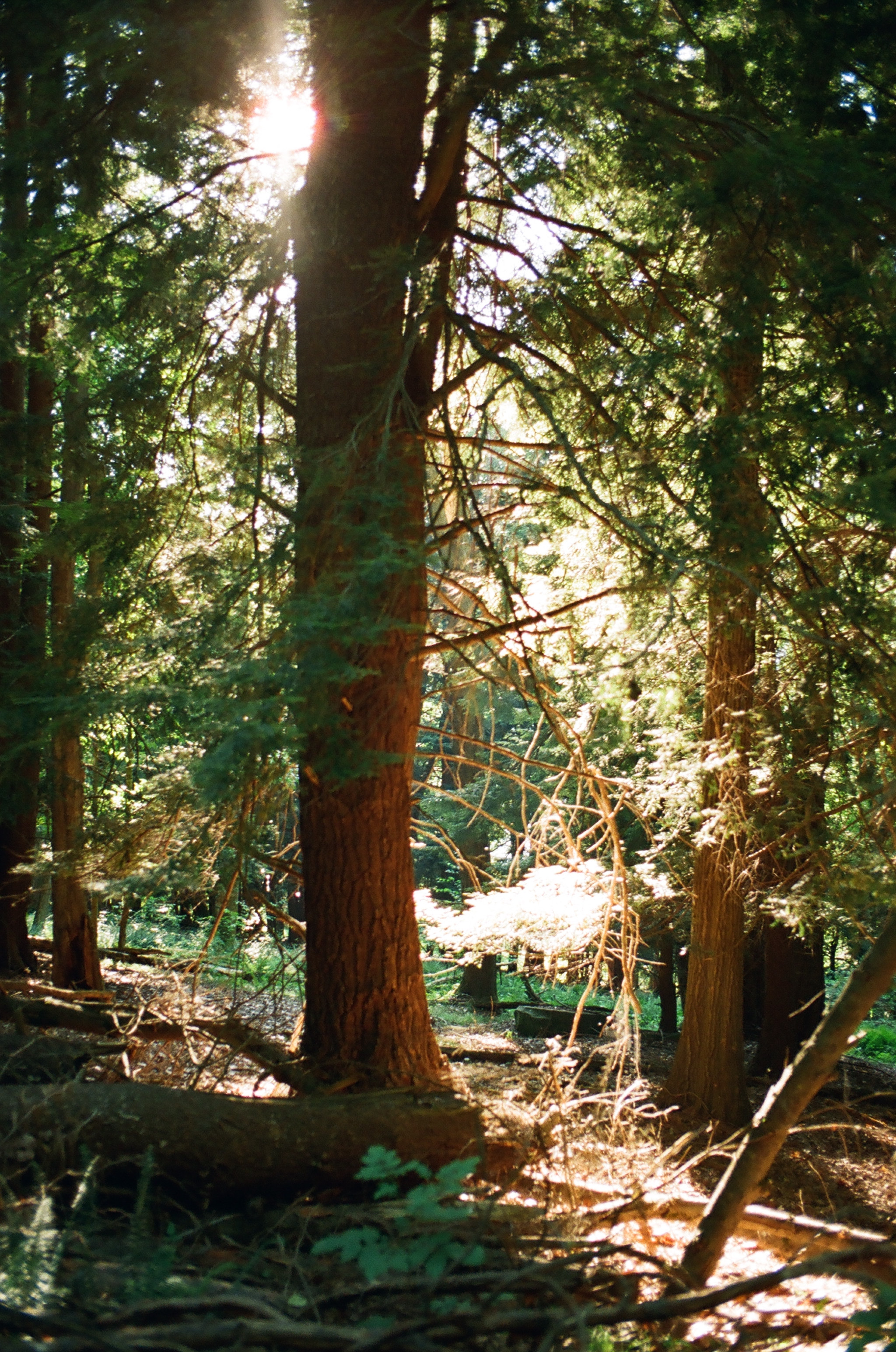 Into the forest